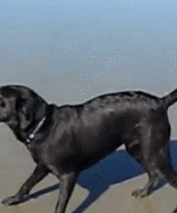 Just A Little More Barking Before We Go Back To The Car